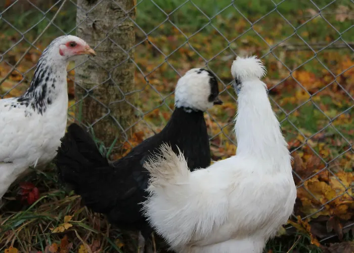 Blossom Hill 킬랄로